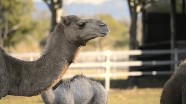 Cammelli Fuori Tra Natura Durante Giorno — Video Stock