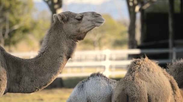 Cammelli Fuori Tra Natura Durante Giorno — Video Stock