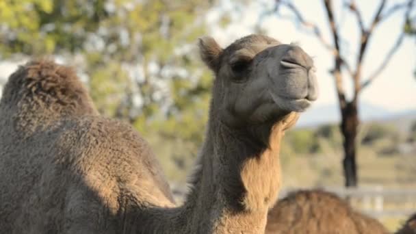 Camelos Fora Entre Natureza Durante Dia — Vídeo de Stock