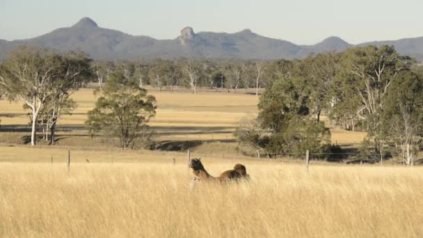 Camelos Fora Entre Natureza Durante Dia — Vídeo de Stock