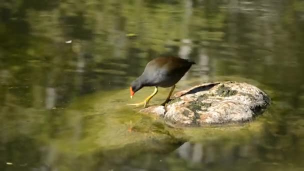 Όμορφη Μωβ Swamphen Έξω Στη Φύση Κατά Διάρκεια Της Ημέρας — Αρχείο Βίντεο