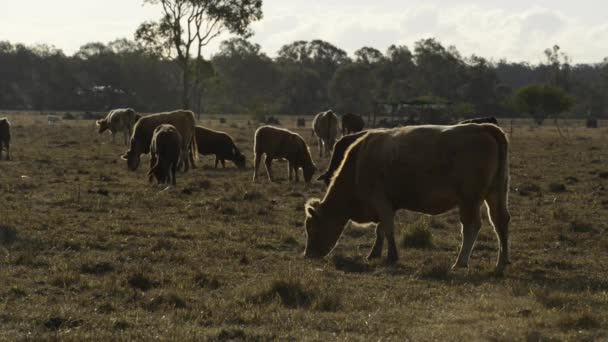 Group Bulls Cows Countryside — Stock Video