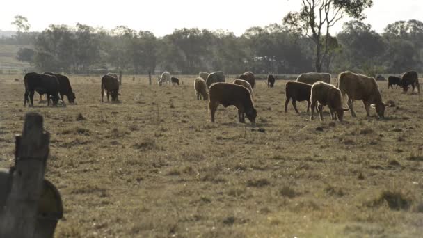 Groep Stieren Koeien Het Platteland — Stockvideo