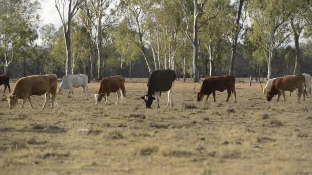 Grupo Toros Vacas Campo — Vídeos de Stock