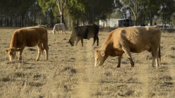 Groep Stieren Koeien Het Platteland — Stockvideo