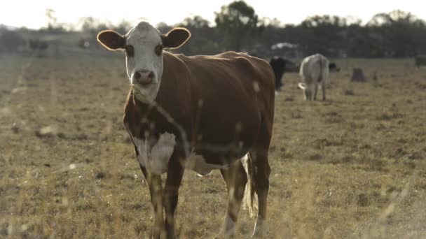 Groep Stieren Koeien Het Platteland — Stockvideo