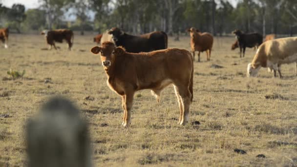 田舎の雄牛と牛のグループ — ストック動画