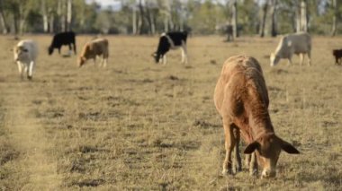 Kırsal kesimde boğa ve grubu.