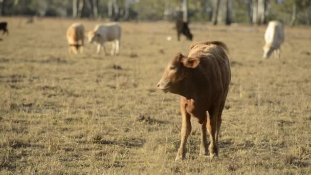 Група Биків Корів Сільській Місцевості — стокове відео