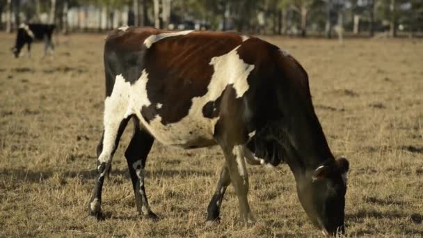 Group Bulls Cows Countryside — Stock Video