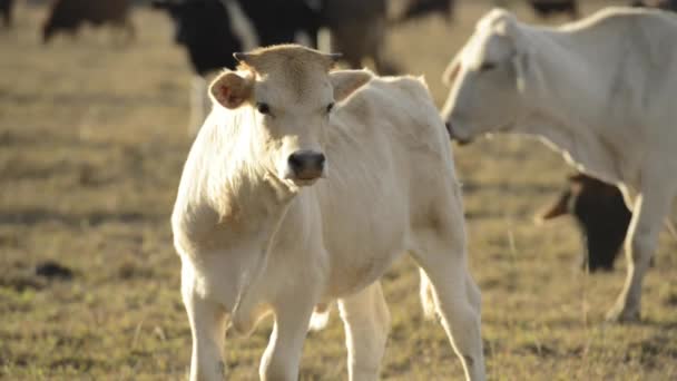 Grupo Touros Vacas Campo — Vídeo de Stock