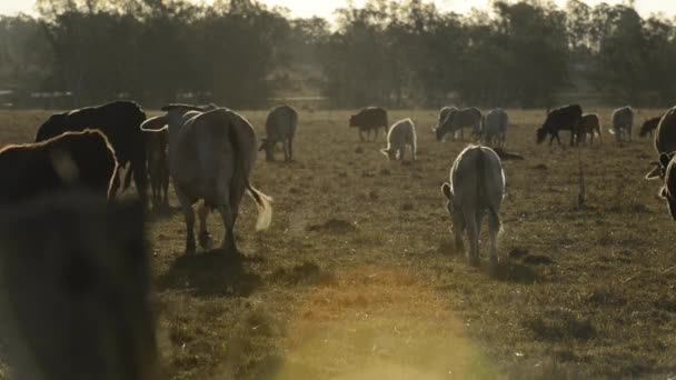 Groupe de taureaux et vaches à la campagne .