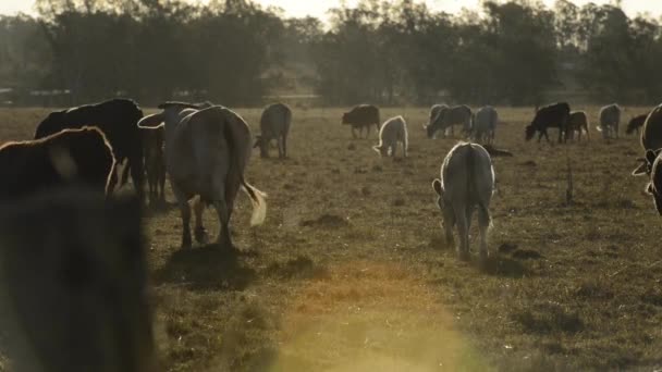 Ομάδα Ταύρων Και Αγελάδων Στην Ύπαιθρο — Αρχείο Βίντεο