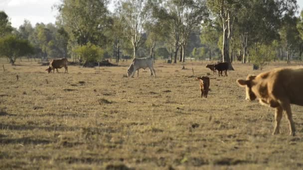 Groep Stieren Koeien Het Platteland — Stockvideo