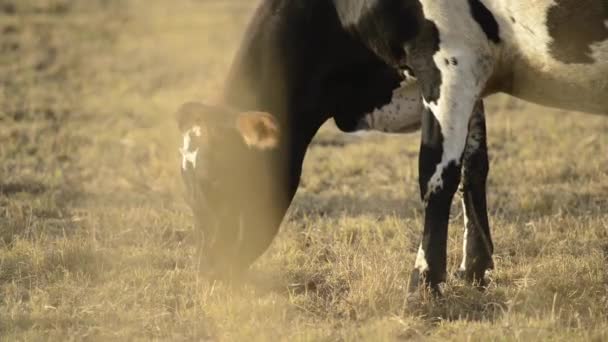 Αγελάδα Στην Ύπαιθρο Κατά Διάρκεια Της Ημέρας — Αρχείο Βίντεο