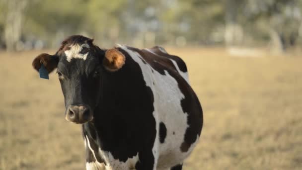 Vaca Campo Durante Dia — Vídeo de Stock