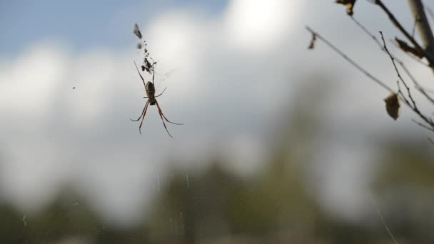 Orbe d'or araignée dans sa toile pendant la journée .