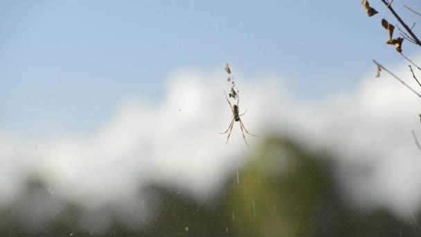 Goldkugelspinne Tagsüber Ihrem Netz — Stockvideo