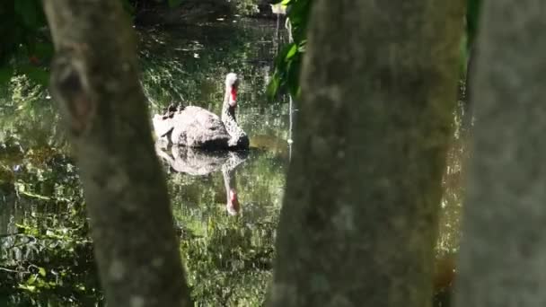 Gran Cisne Negro Hermoso Con Pico Rojo — Vídeos de Stock
