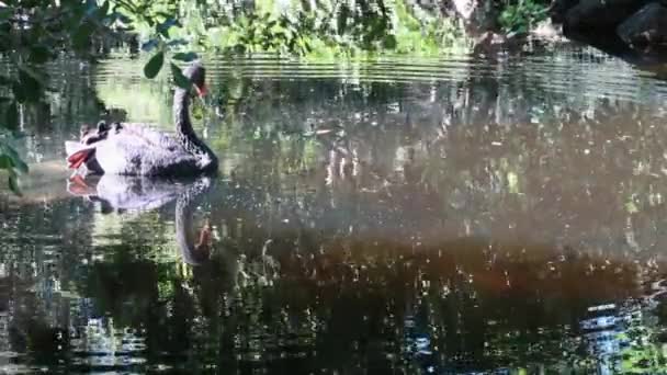 Grote Mooie Zwarte Zwaan Met Een Rode Snavel — Stockvideo