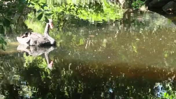 Large Beautiful Black Swan Red Beak — Stock Video