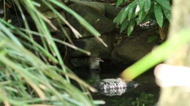 Buff-bantlı Rail gün boyunca doğada dışarı.
