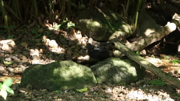 Ibis Lucido Fuori Nella Natura Durante Giorno — Video Stock