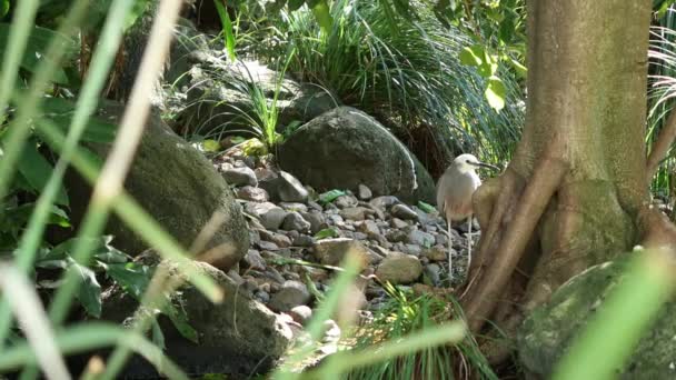 White Face Heron Out Nature Day — Stock Video