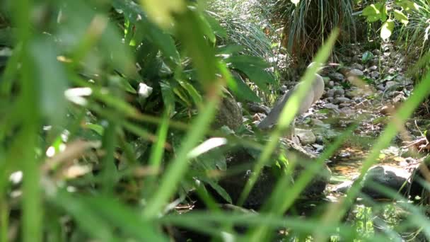 Silberreiher Tagsüber Der Natur Unterwegs — Stockvideo