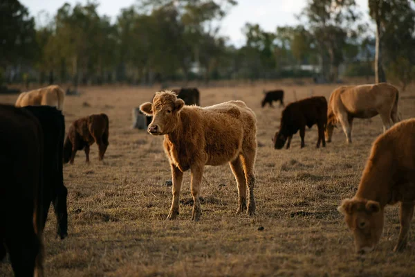 Bikák és tehenek csoportja. — Stock Fotó