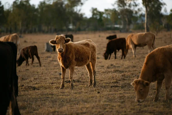 Grupo de touros e vacas . — Fotografia de Stock