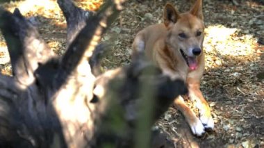 Gün boyunca doğada Avustralya dingo dışında.