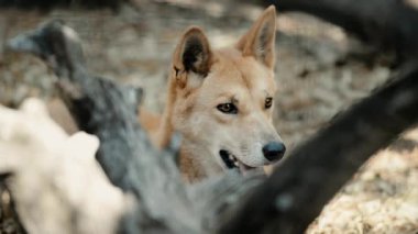 Gün boyunca doğada Avustralya dingo dışında.