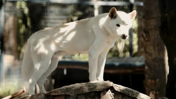 Dingo Australiano Afuera Naturaleza Durante Día — Vídeos de Stock