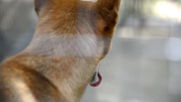 Australische Dingo Buiten Natuur Gedurende Dag — Stockvideo