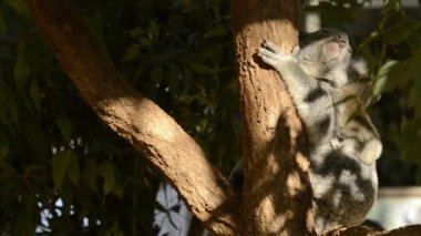 Sevimli Avustralyalı anne Koala gün boyunca dinlenen bir ağaç onu joey ile.