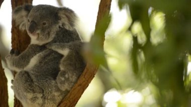 Sevimli Avustralyalı anne Koala gün boyunca dinlenen bir ağaç onu joey ile.