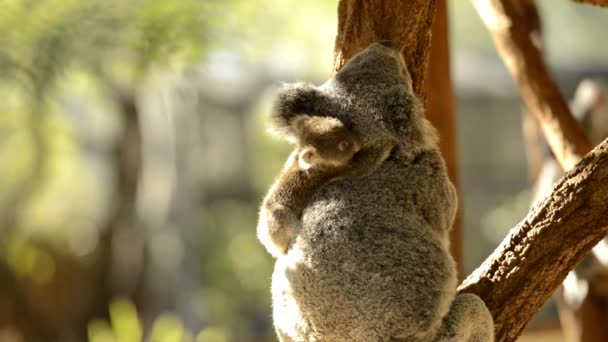 Linda Madre Australiana Koala Con Joey Árbol Descansando Durante Día — Vídeo de stock