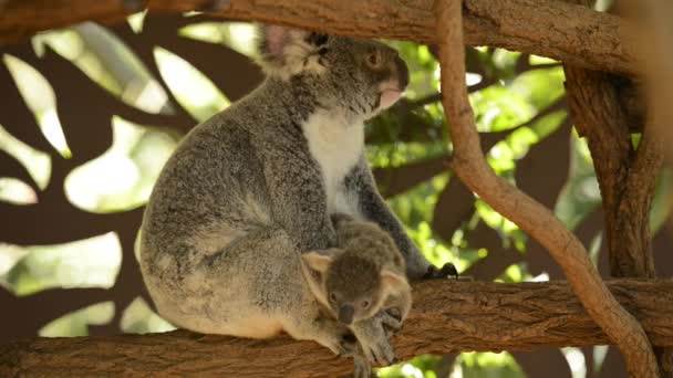 日中休んでいる木の中で彼女の喜びとかわいいオーストラリアの母コアラ — ストック動画