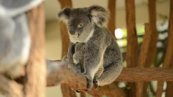 Linda Madre Australiana Koala Con Joey Árbol Descansando Durante Día — Vídeos de Stock