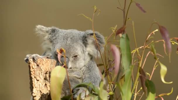 可爱的澳大利亚母亲考拉与她的乔伊在树上休息在白天 — 图库视频影像