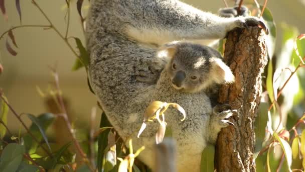 可爱的澳大利亚母亲考拉与她的乔伊在树上休息在白天 — 图库视频影像