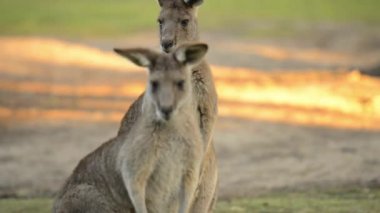 Avustralya kanguruları gündüz doğada