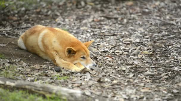 Australiska Dingo Utanför Naturen Dagen — Stockvideo