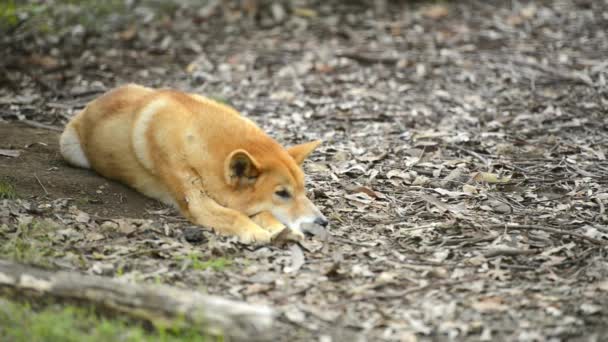 Dingo Australiano Fuori Nella Natura Durante Giorno — Video Stock