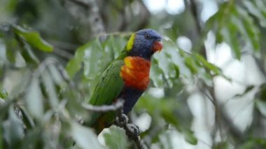 Gün boyunca dışarı doğada gökkuşağı lorikeets.