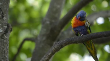 Gün boyunca dışarı doğada gökkuşağı lorikeets.