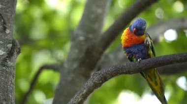Gün boyunca dışarı doğada gökkuşağı lorikeets.
