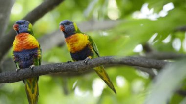 Gün boyunca dışarı doğada gökkuşağı lorikeets.
