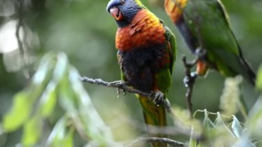 Gün boyunca dışarı doğada gökkuşağı lorikeets.